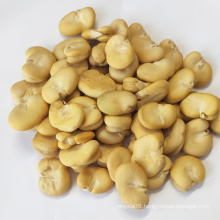 Bulk Peeled Broad Beans In Qinghai Fave Beans For Sale